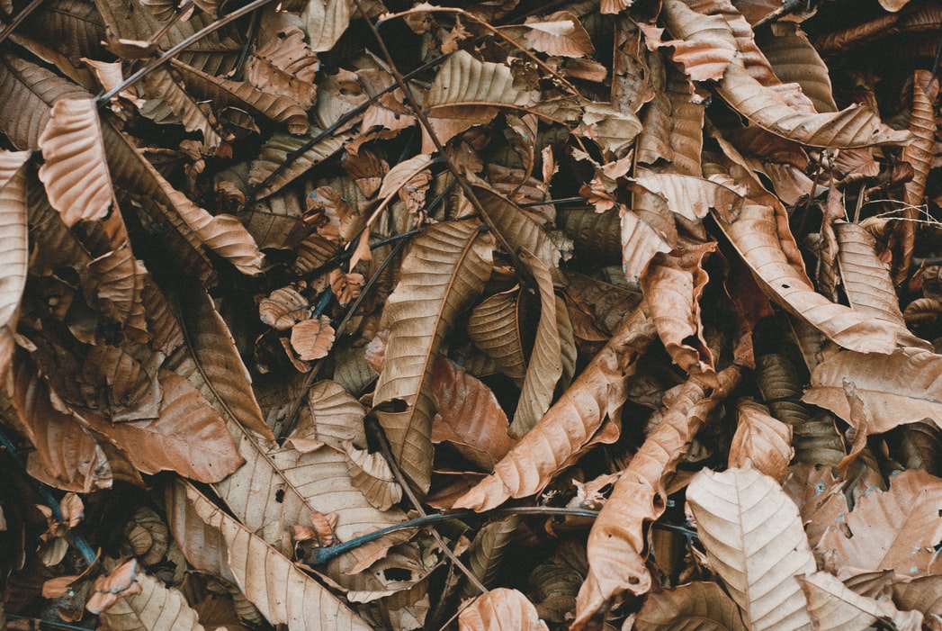 Опавшие и засохшие осенние листья